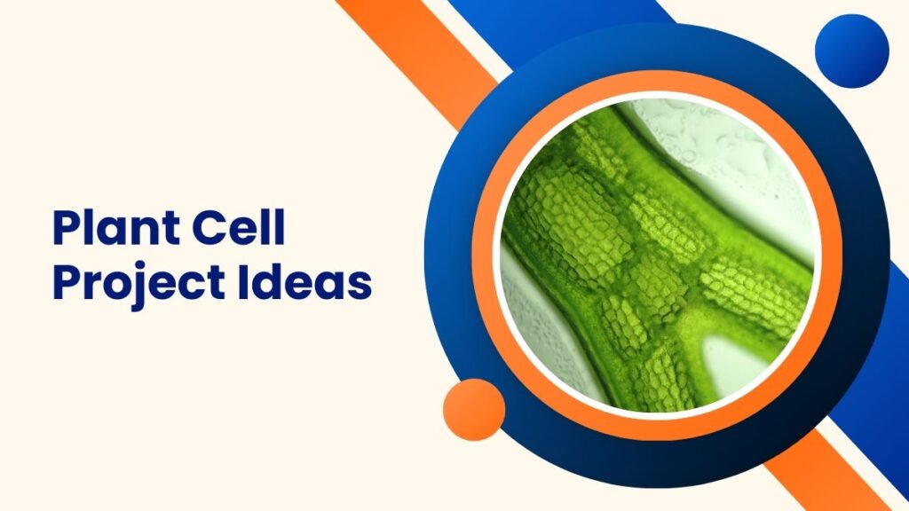 Plant Cell Project Ideas